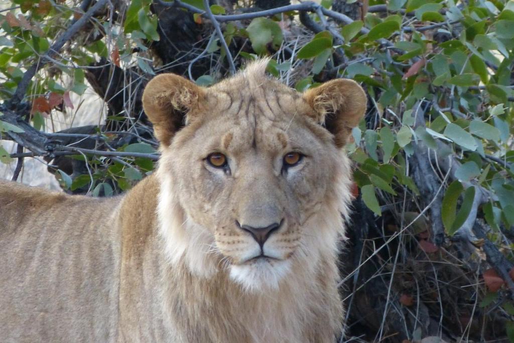 Grootberg Lodge Damaraland Esterno foto