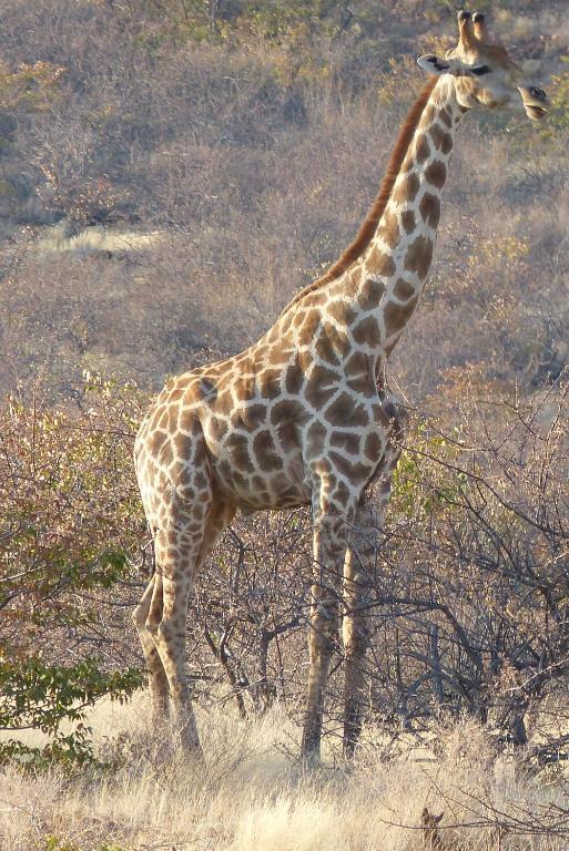 Grootberg Lodge Damaraland Esterno foto